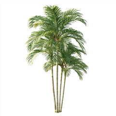 Stunning Tropical Palm Tree - Isolated for Design , isolated on white background png