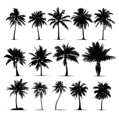 Fototapeta premium Silhouette Palm Trees Collection , isolated on white background png