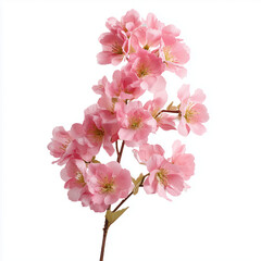 Naklejka premium Delicate Pink Cherry Blossoms , isolated on white background png