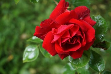 Rote Rose an Strauchzweig hängend mit grünen Blättern und Regentropfen vor grüner Wiese bei...