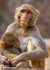 Rhesus Macaque Monkey mother nurses feeds her baby whilst looks to camera taken in India wild monkeys