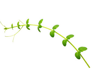 Green plant sprout vine isolated on transparent background