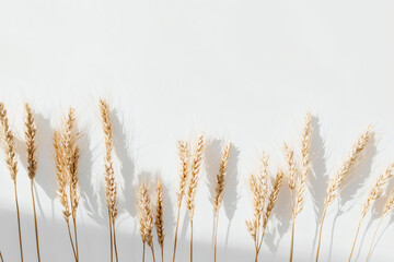 Fototapeta premium Golden Wheat Stalks with Shadows on White Background