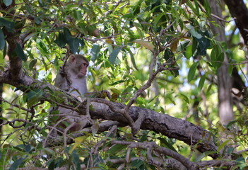 A monkey sitting on a tree in the jungle, looking somewhere far away