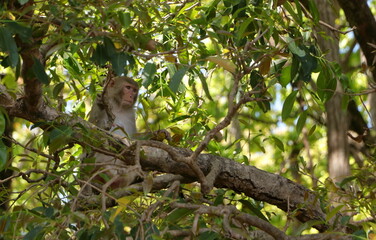 A monkey sitting on a tree in the jungle, looking somewhere far away