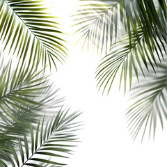 Obraz premium Palm frond sunlight shadow cast diagonally with soft gradient effect transparent backgrounds