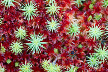 Close up of plant with green and red flowers. Flowers are small and clustered together, green flowers on red moss for web banner template page design