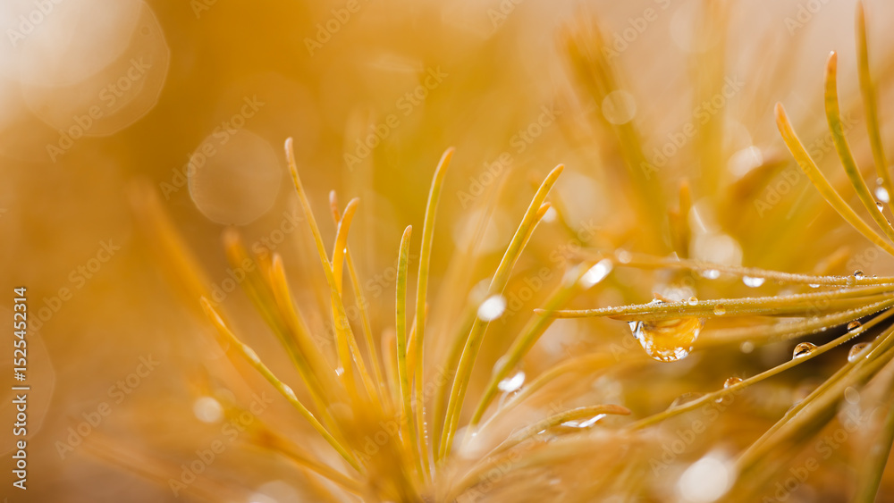 Poster close up of autumn orange larch pine needles with raindrops as textured autumn background for web ba