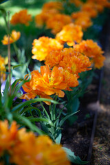 flower, nature, orange, garden, plant, yellow, spring, marigold, summer, flowers, blossom, beauty, field, red, petal, bloom, flora, color, floral, beautiful, tulip, petals, meadow, daisy, park