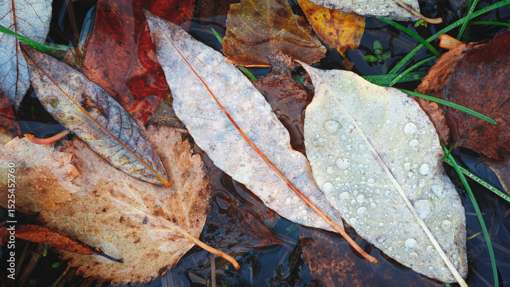Poster autumn brown wet leaves lie on the ground as a textured wide background for web banner template page