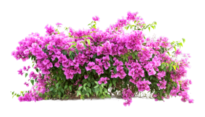Vibrant bougainvillea blooms tropical garden floral bright environment close-up view isolated on transparent background