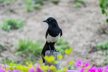 a magpie in the park