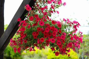 Flowering petunia Tidal Wave Red Velor close-up in the open air