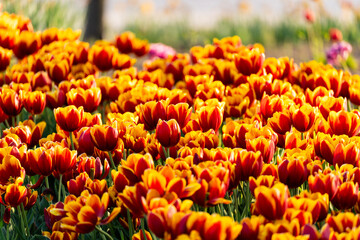 various tulips in the garden