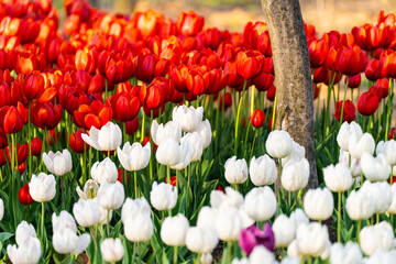 various tulips in the garden