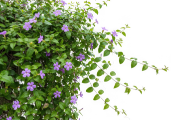 Purple brunfelsia vine with green leaves isolated on transparent background