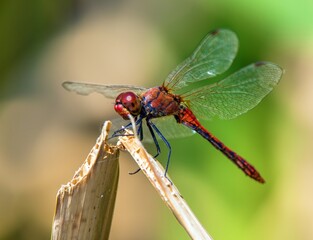 Ruddy darter red dragonfly in latin Sympetrum sanguineum