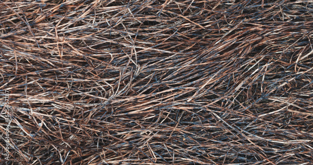 Aufkleber autumn grass lies on the ground as a textured wide background for web banner template page design