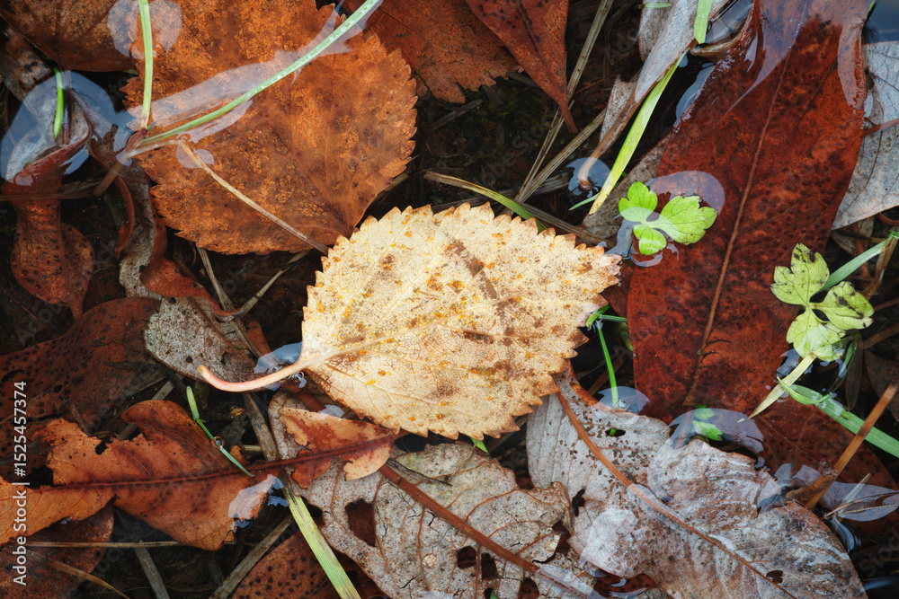 Poster autumn brown wet leaves lie on the ground as a textured wide background for web banner template page