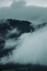 Vertical moody photo of hilltop with tree tops and post-rain fog