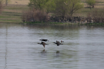 Great Cormorant birds fly over the water surface of a lake in the wild nature of Kazakhstan in spring.