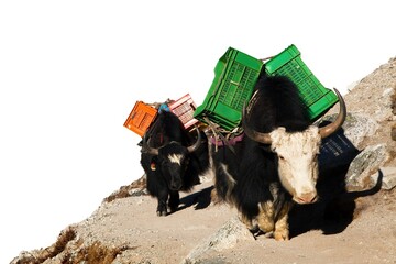 two yaks with goods isolated on white background