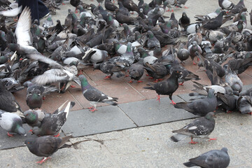 Gołębie na krakowskim rynku. Maj 2025