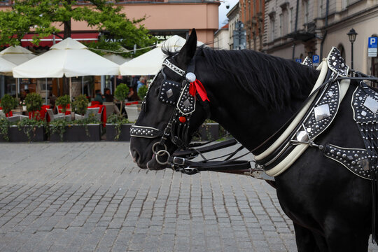 koń przyjaciel człowieka, detal zbliżenie 