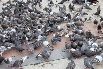 Fototapeta premium Gołębie na krakowskim rynku. Maj 2025