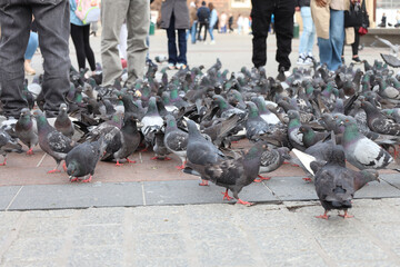 Fototapeta premium Gołębie na krakowskim rynku. Maj 2025