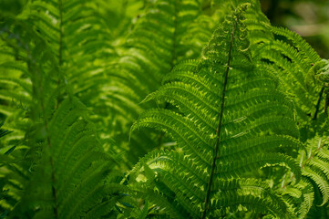 Lush green fern leaves forming a natural pattern, vibrant foliage in close-up, fresh and rich...