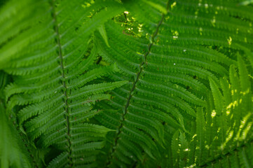 Lush green fern leaves forming a natural pattern, vibrant foliage in close-up, fresh and rich botanical texture