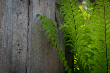Green fern leaves growing near old weathered wooden surface, contrast of fresh foliage and rustic...