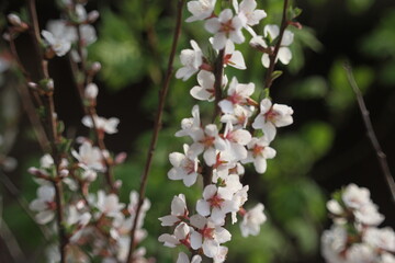 apple tree blossom