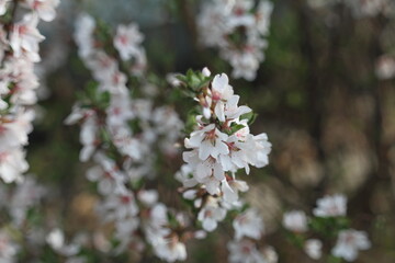 pink cherry blossom