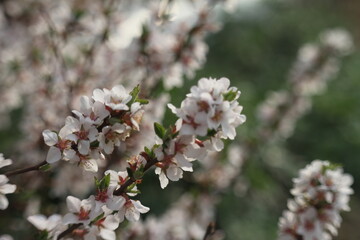 cherry tree blossom