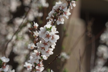 cherry tree blossom