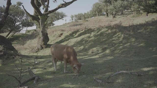 Brown cow grazing under twisted laurel trees in lush green Madeira forest on sunny day (SLOG3)