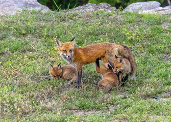 A Red Fox vixen and her kits.