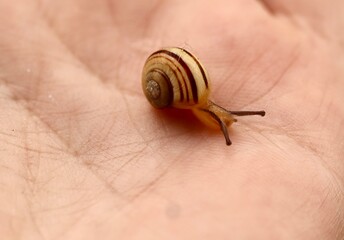 A tiny striped snail with a spiral shell crawls slowly across a human palm. The detailed macro photo highlights the texture of the skin and the snail’s delicate antennae and shell.