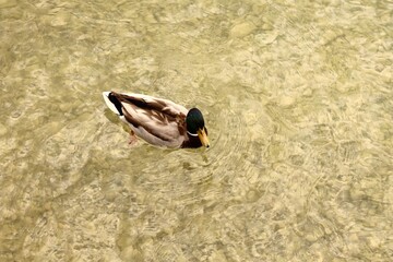 Obraz premium A male mallard duck with a vibrant green head swims in crystal clear shallow water, creating soft ripples on the surface. The light reveals the pebbled lake bottom beneath.