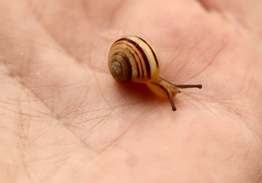 A tiny striped snail with a spiral shell crawls slowly across a human palm. The detailed macro photo highlights the texture of the skin and the snail’s delicate antennae and shell. - Powered by Adobe