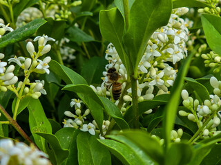 Obraz premium Delicate White Flowers Blooming Spring Freshness and Purity