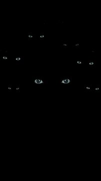 Mysterious pairs of eyes observing in a dark environment  