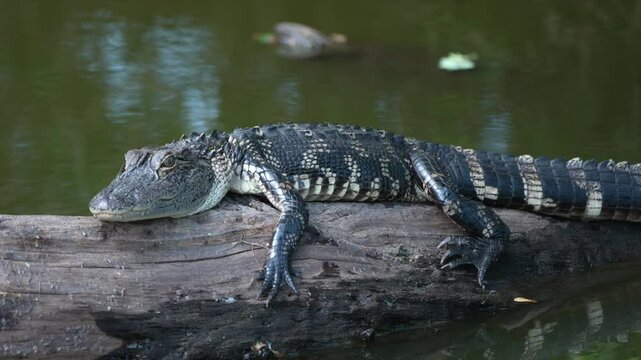 Young alligator resting on a log