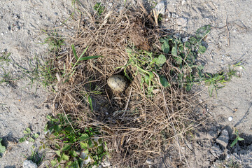 nest of a lesser black-backed gull (Larus fuscus) with one egg