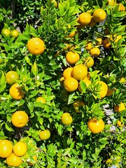 lemon tree in the garden