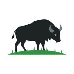 Bison Grazing In Prairie Field Scene