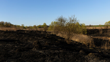 A Spring Landscape Showcasing Burnt Grass Transitioning to Renewing Life and Vibrant Flora in the...