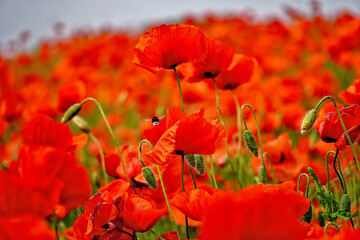 Obraz premium pole makowe